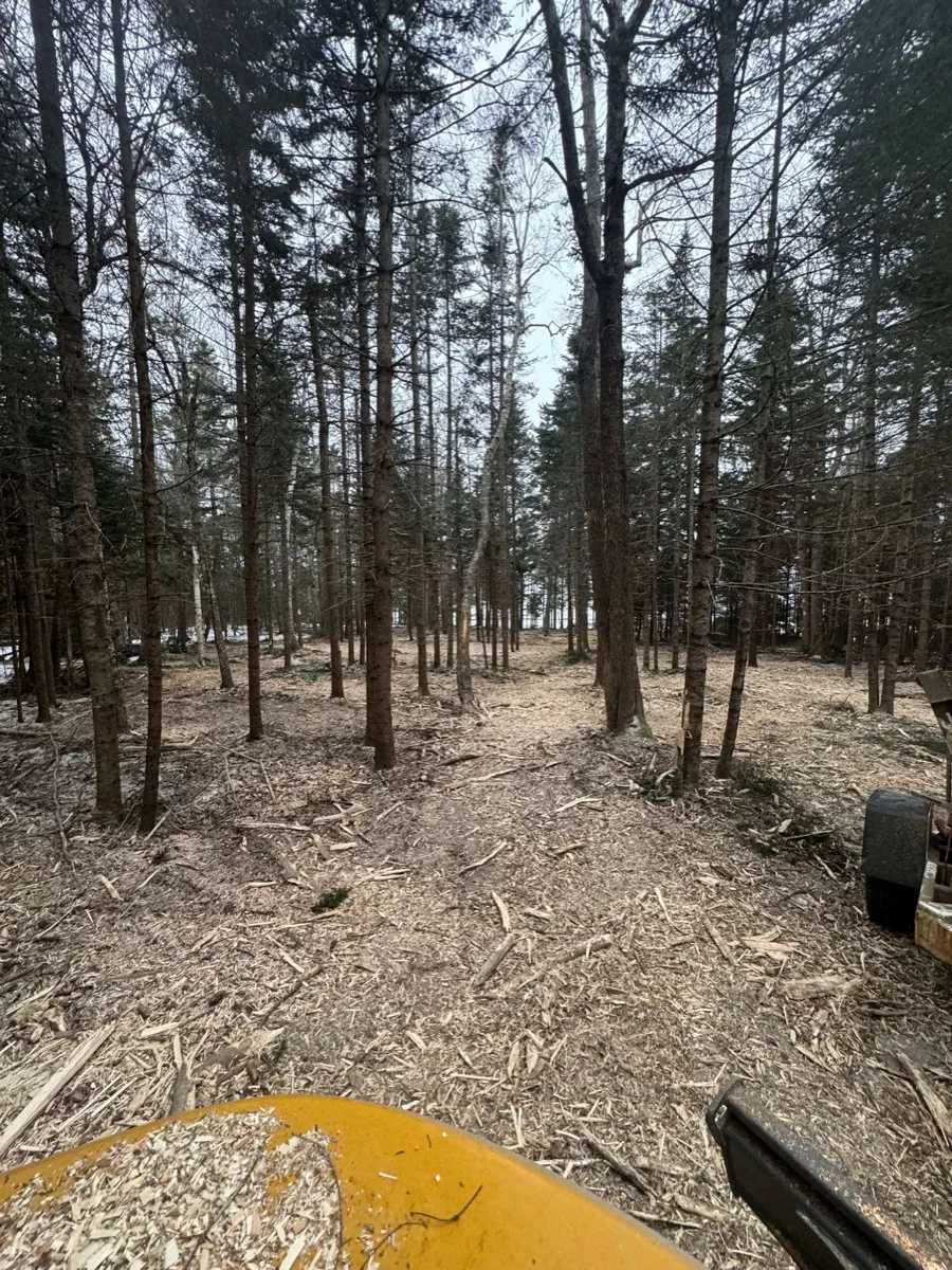 Brush cleanup and land clearing service